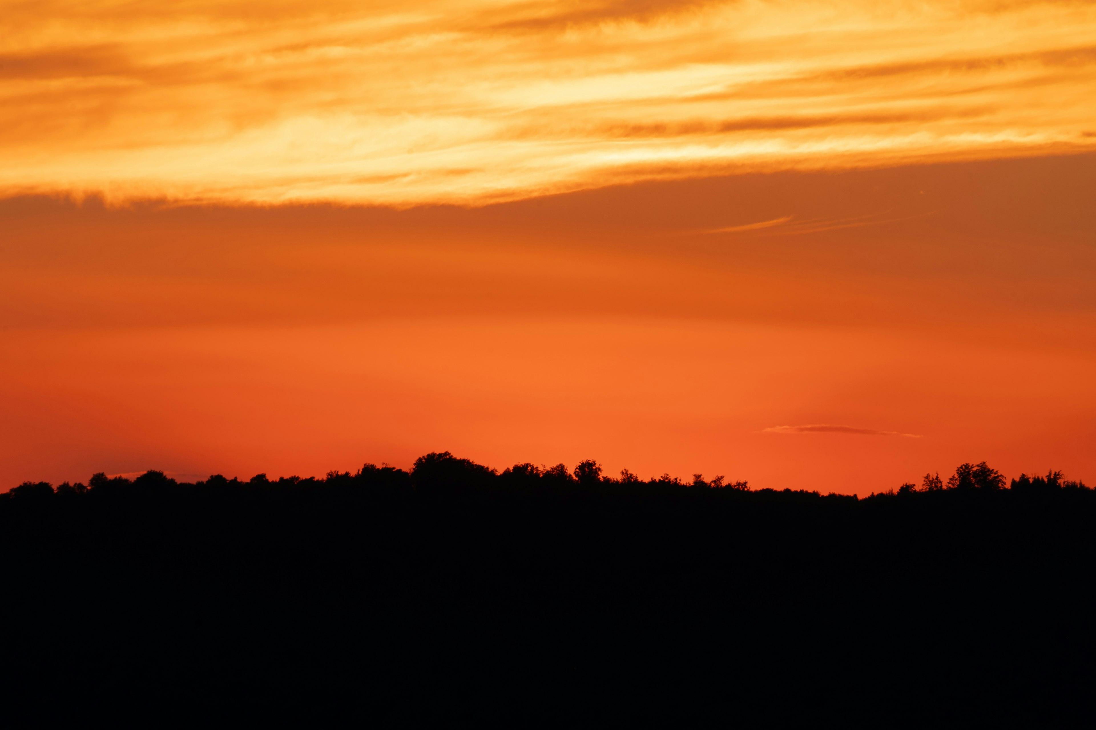 silhouette of trees during sunset